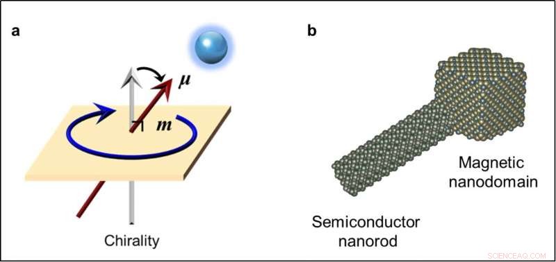 Chiral Semiconductor Heteronanorods Achieve Regioselective Magnetization for Enhanced Optoelectronic Properties