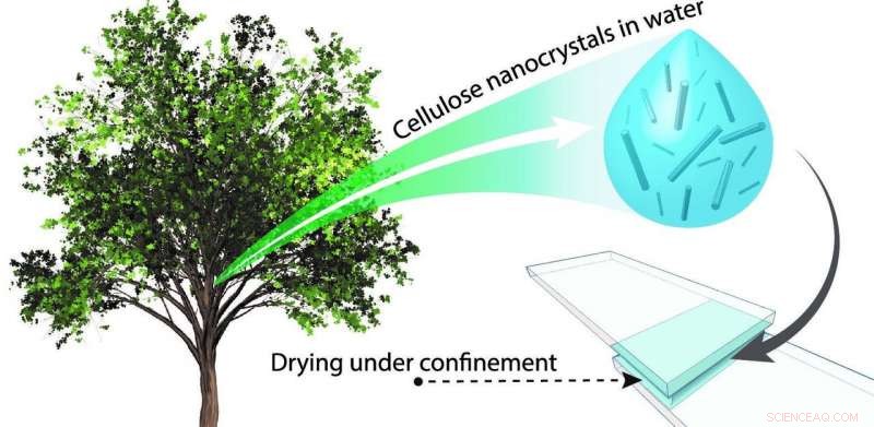 Eco-Friendly Adhesive: Cellulose Nanocrystals Create a Sustainable, High-Performance Glue