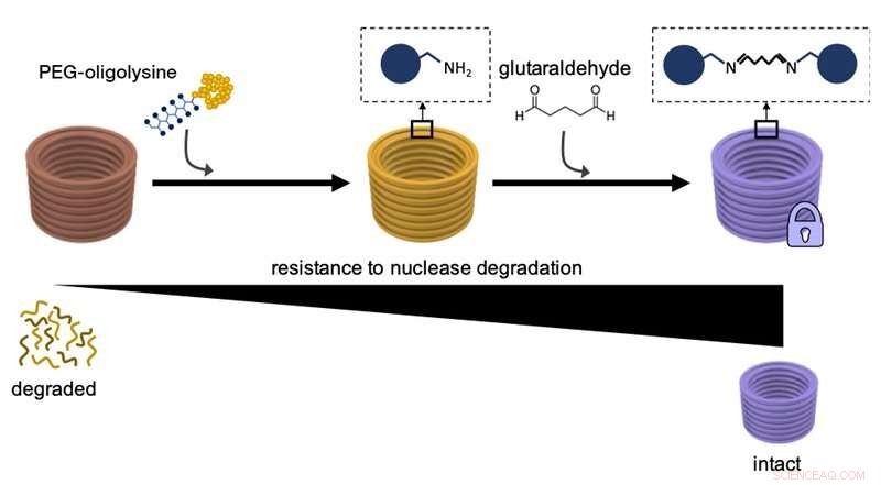 DNA Nanostructures Pave the Way for Next‑Gen Therapeutic Delivery