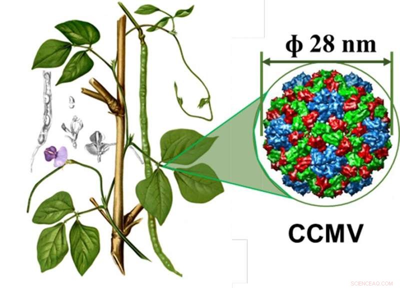 Innovative Template Enables Construction of Nonspherical Viral Nanocages