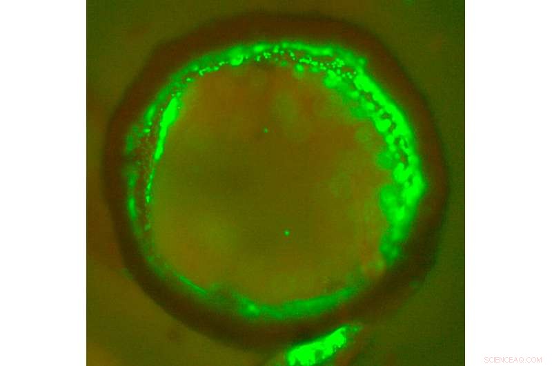 New Biomaterial Enables 3‑D Printing of Tissue‑Like Vascular Structures
