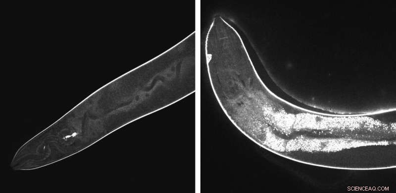 Rice University Engineers Precision Nanodrills for Targeted Cellular Disruption