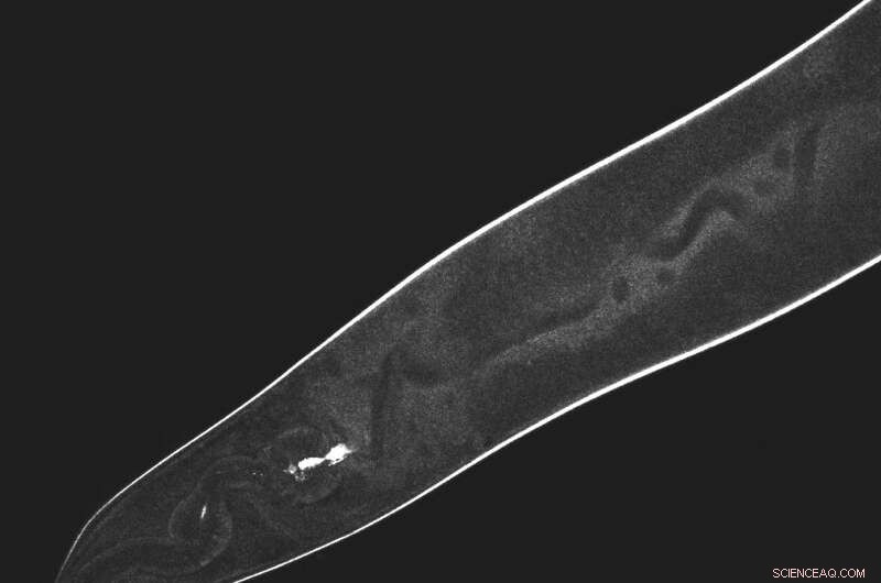 Rice University Engineers Precision Nanodrills for Targeted Cellular Disruption