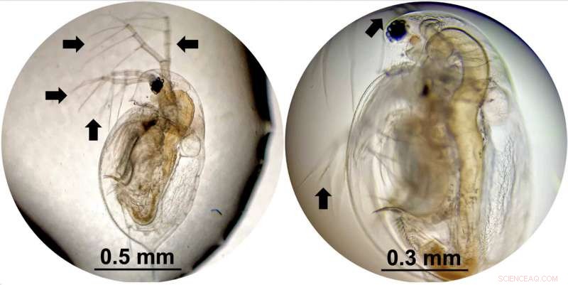 Rice University Engineers Precision Nanodrills for Targeted Cellular Disruption