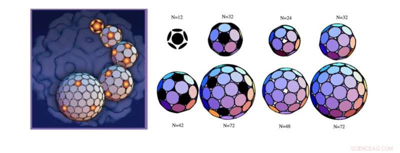 Unveiling the Science Behind Virus Symmetric Shell Formation