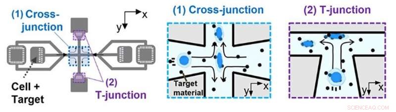 Spiral Vortex Technology Accelerates Nanomaterial Delivery into Cells