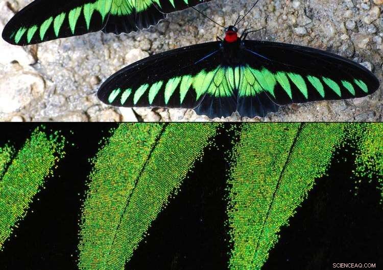 Butterflies Inspire Ultra‑Black Materials Without Added Weight