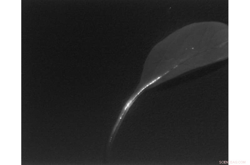 New Near‑Infrared Imaging Nanosheets Developed by Göttingen Research Team