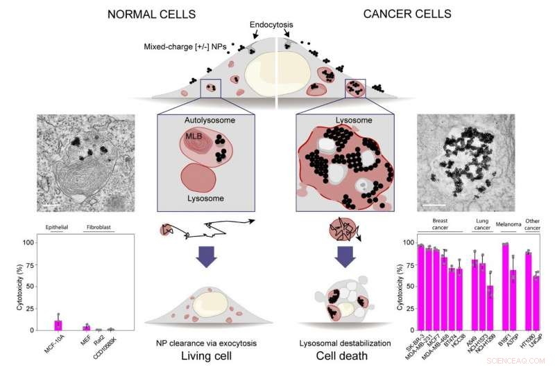 Targeted Cancer Cell Elimination via Nanoparticle‑Induced Lysosomal Disruption