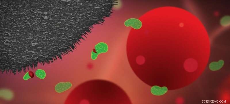 Graphite Nanoplatelets on Medical Devices Achieve 99.99% Bacterial Elimination, Preventing Infections