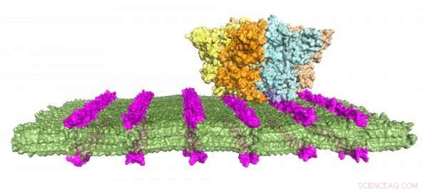 Revolutionizing Antibody Mimetics: A New Era in Targeted Immunotherapy