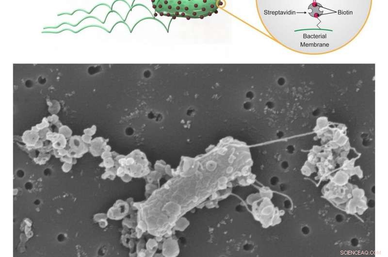Engineered Microrobots Navigate Biological Barriers to Deliver Targeted Drug Therapy