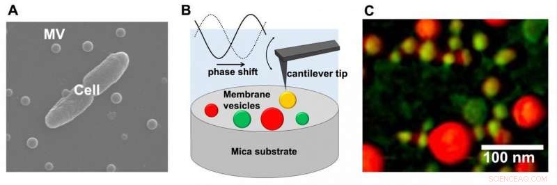 Atomic Force Microscopy Uncovers Significant Heterogeneity in Bacterial Membrane Vesicles