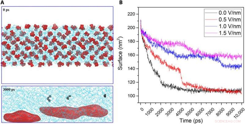 Generating Stable Bulk Nanobubbles in Water via External Electric Fields
