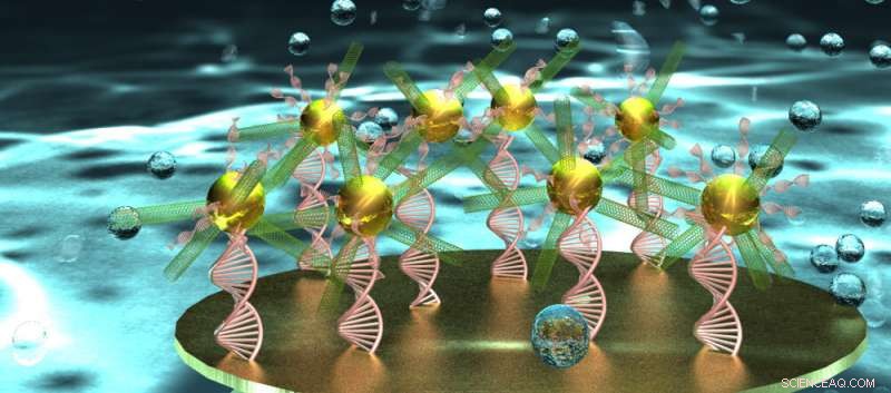 Pioneering DNA Biosensor with Urchin‑Like CNT‑AuNP Nanoclusters Enables Early Disease Detection