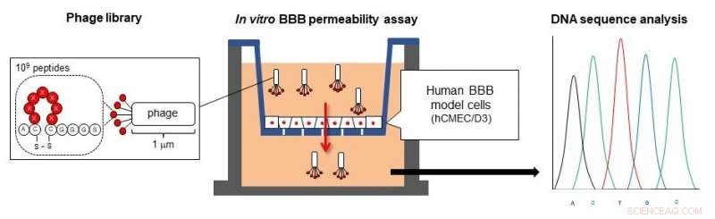 Innovative Nanocarrier Drug Delivery System Successfully Traverses Blood–Brain Barrier