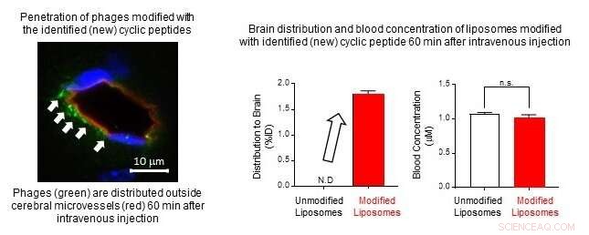 Innovative Nanocarrier Drug Delivery System Successfully Traverses Blood–Brain Barrier