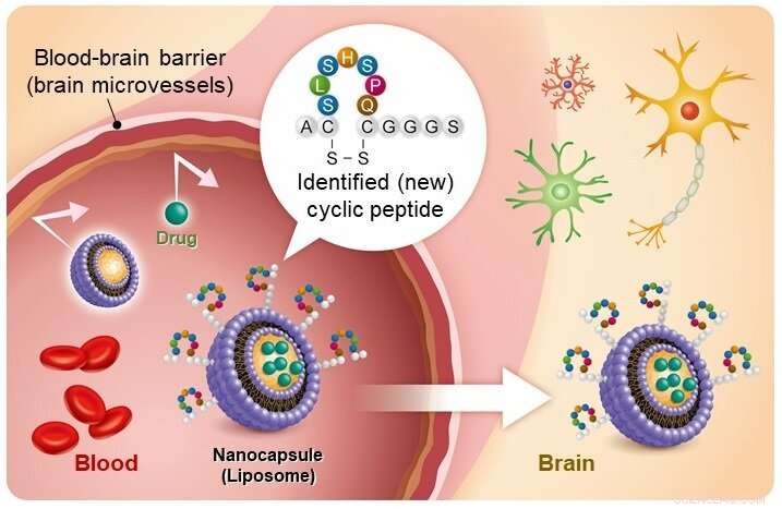 Innovative Nanocarrier Drug Delivery System Successfully Traverses Blood–Brain Barrier