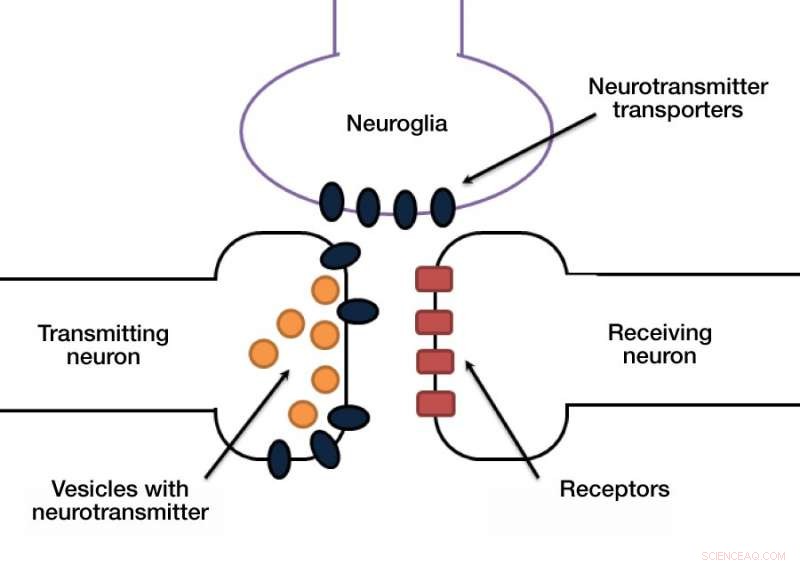 New Insights into the Molecular Elevator Mechanism Revealed by Scientists