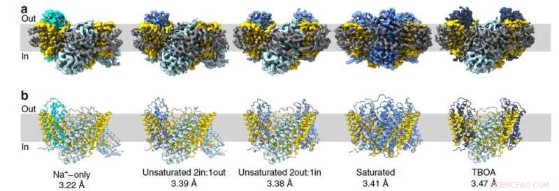 New Insights into the Molecular Elevator Mechanism Revealed by Scientists