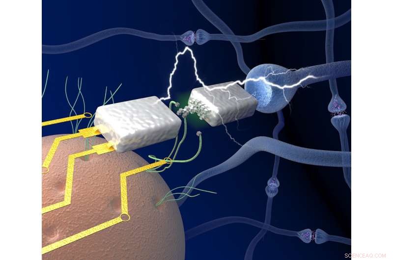 Breakthrough: Brain‑Inspired Electronics Achieve Efficient Learning