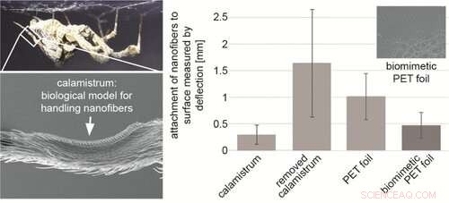 Spider Comb Structures Master Nanofiber Adhesion