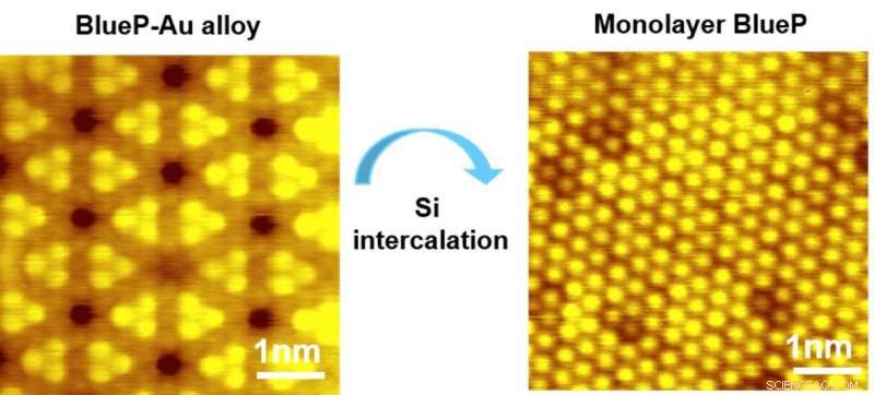 Researchers Achieve Precise Synthesis of Monolayer Blue Phosphorus for Advanced Semiconductors