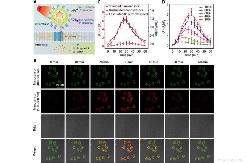 Advanced Nanosensor Accurately Detects Minute Brain Potassium Fluctuations