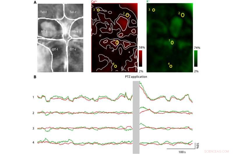 Advanced Nanosensor Accurately Detects Minute Brain Potassium Fluctuations