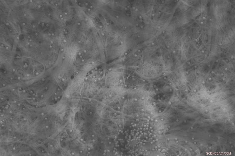 Breakthrough Nanocellulose Filter Seizes Microplastics Before Waterways Are Contaminated