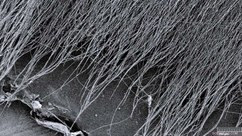 Red Wine‑Derived Nanofiber Mats Offer Durable Antioxidant Protection