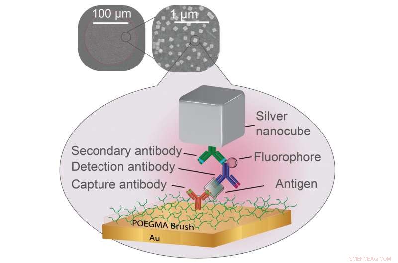 Silver Nanocubes Simplify Point-of-Care Diagnostics with Enhanced Fluorescent Readouts