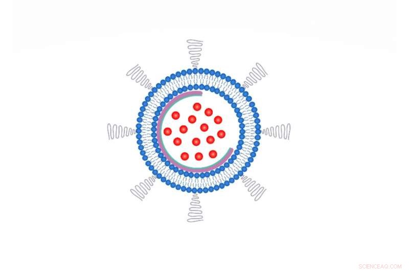 Nanobowls Enhance Targeted Delivery of Chemotherapy Drugs to Cancer Cells