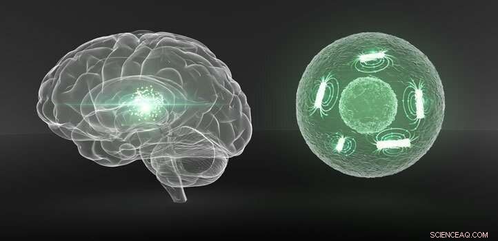 Real‑Time, Non‑Invasive Tracking of Living Cells with KAUST’s Iron Nanowire Technology
