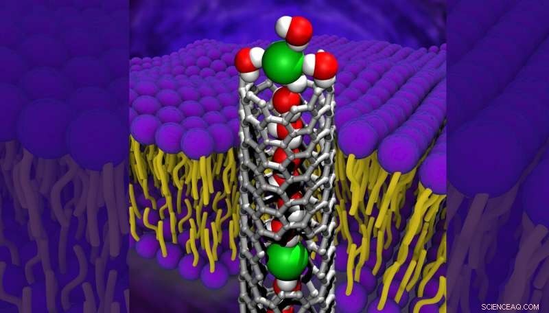 Selective Nanopore Transport: How Carbon Nanotube Porins Demand Hydration Shedding