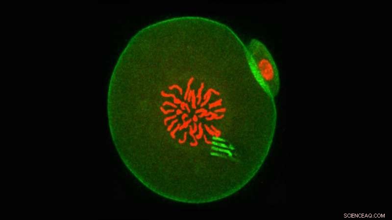 Nanodevices Reveal Cellular Dynamics In Real Time by Tracking from Within