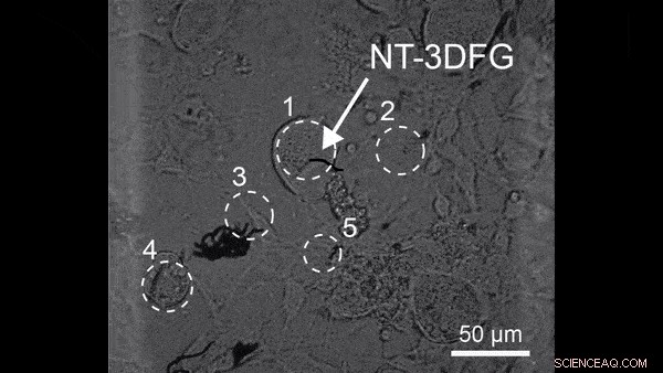 Graphene Nanowire Innovation Enables Precise Light-Controlled Neural Interaction