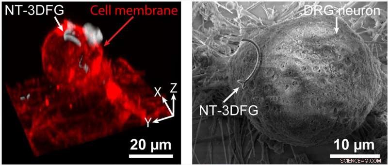 Graphene Nanowire Innovation Enables Precise Light-Controlled Neural Interaction