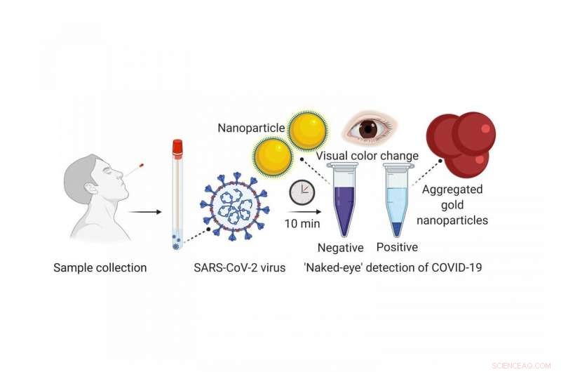 New Nanoparticle-Based Rapid COVID-19 Test Offers Quick, Reliable Detection