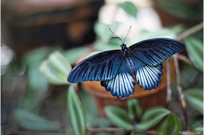 Butterfly‑Inspired Nanotech Enables Ultra‑High‑Definition, Low‑Power, Eye‑Friendly Displays