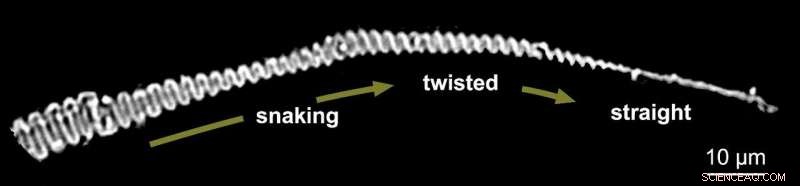 Twisted Polysaccharide Microfibers Show Water Vapor Response