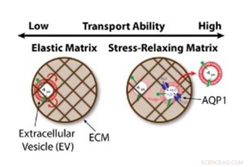 New Study Reveals How Cells Communicate Over Long Distances via Extracellular Vesicles