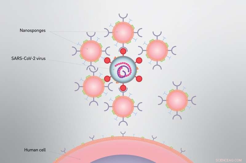 Nanosponges Cut SARS-CoV-2 Infectivity by 90% in Lab Studies