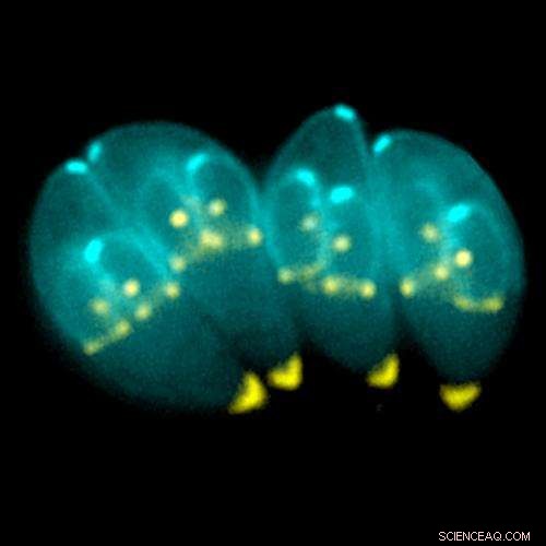 How Toxoplasma Parasites Achieve Swift Gliding Motility