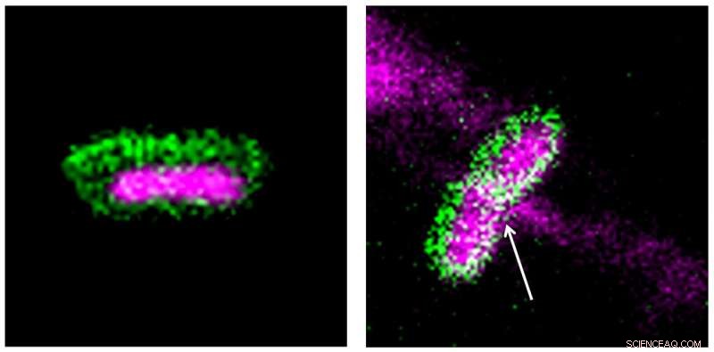 Indian Institute of Science Breakthrough: Nanomaterials as First Broad‑Spectrum Antimicrobial Agents