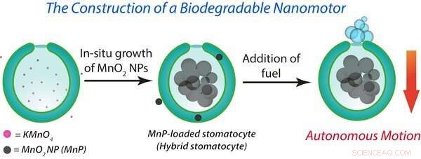 Biodegradable Nanomotors: Hybrid Engine for Targeted Drug Delivery