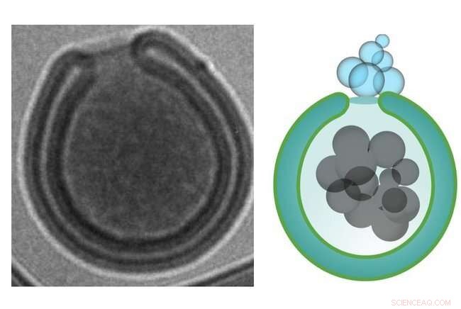 Biodegradable Nanomotors: Hybrid Engine for Targeted Drug Delivery