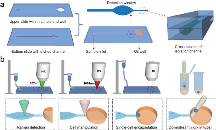 Optical Tweezers-Based Sequencing Enables Precise Single-Cell Bacterial Analysis
