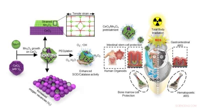 CeO₂/Mn₃O₄ Nanocrystals: A Powerful, Reliable Shield Against Radiation Damage