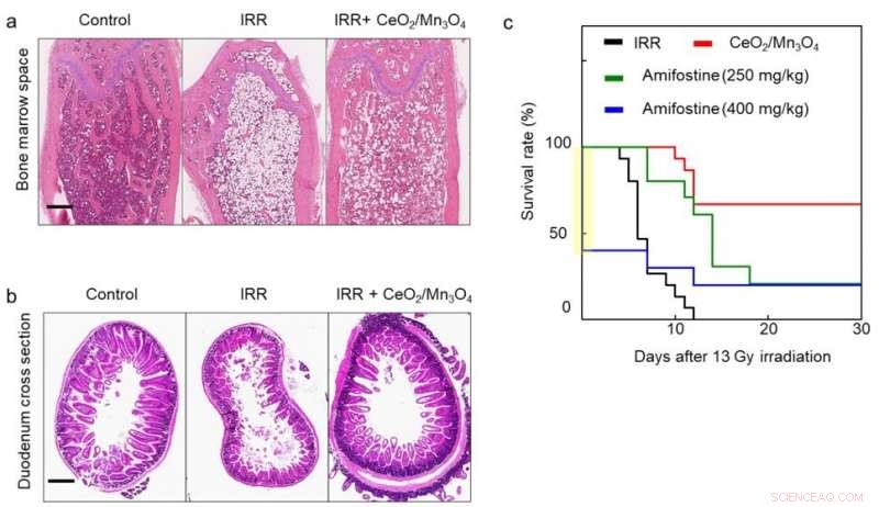 CeO₂/Mn₃O₄ Nanocrystals: A Powerful, Reliable Shield Against Radiation Damage